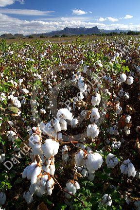Cotton field near Phoenix, Arizona, USA.