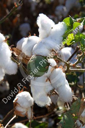 Cotton field near Phoenix, Arizona, USA.