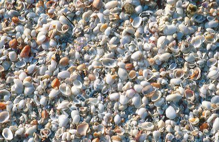 Seashells on Sanibel Island, Florida.