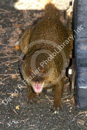 Mongoose on the big island of Hawaii, USA.