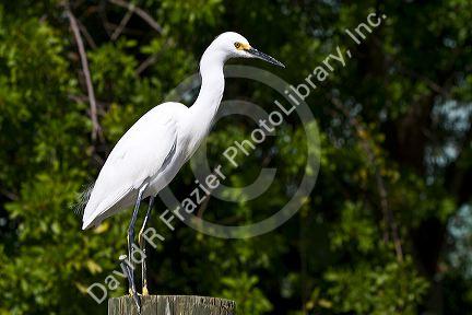 Snowy egret in Florida, USA.
