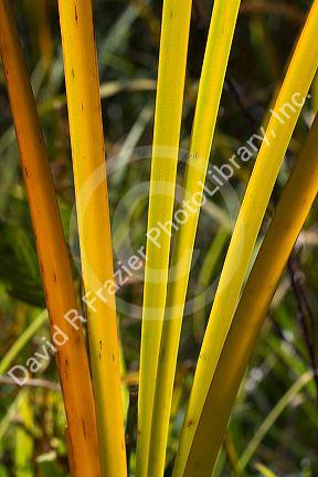 Close up of cattail fronds in Boise, Idaho, USA.