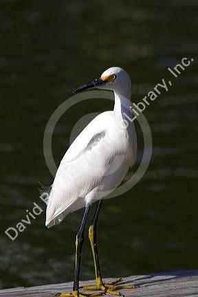 Snowy egret in Florida, USA.