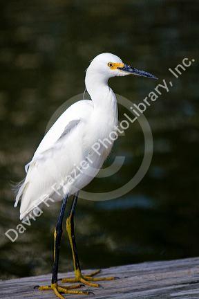 Snowy egret in Florida, USA.