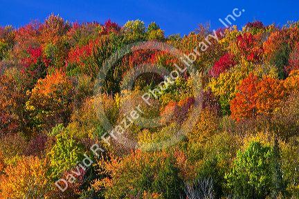 Fall foliage near Lake Elmore in Lamoille County, Vermont, USA.