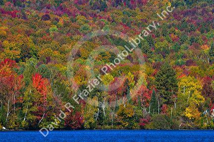Fall foliage near Lake Elmore in Lamoille County, Vermont, USA.