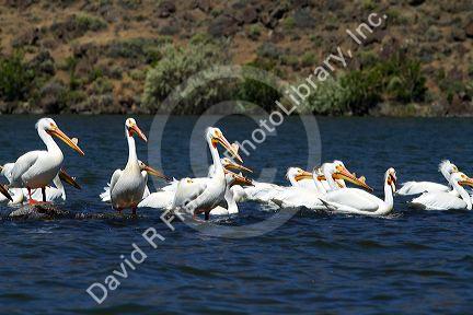American white pelican at C.J. Strike Reservoir, Idaho, USA.