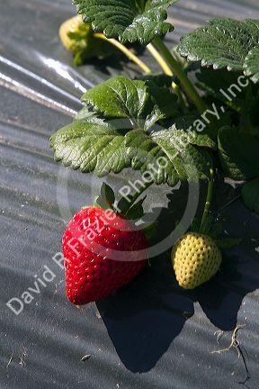 Strawberry crop in the Salinas Valley, California, USA.