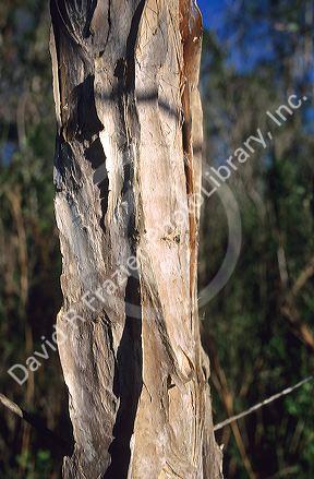 A close up view of paper bark on a melaleuca tree in Florida.