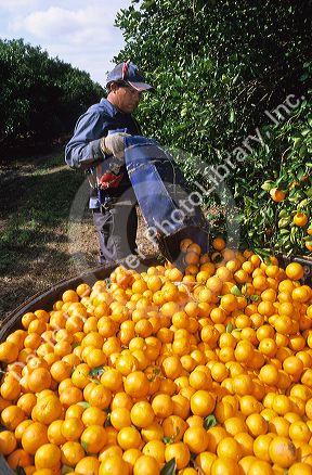 A worker picks oranges in Lake Alfred, Central Florida.