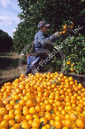 A worker picks oranges in Lake Alfred, Central Florida.