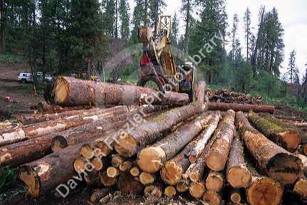 A loader moving logs in the Boise National forest of Idaho.