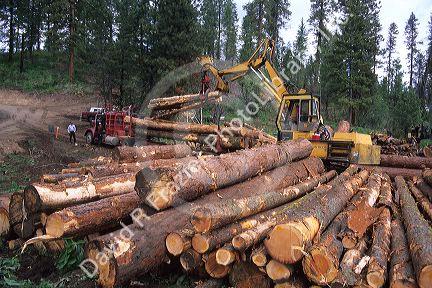 A loader loads logs onto a logging truck in Idaho's Boise National Forest.
