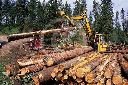 Timber harvest in the Boise National Forest, Idaho.