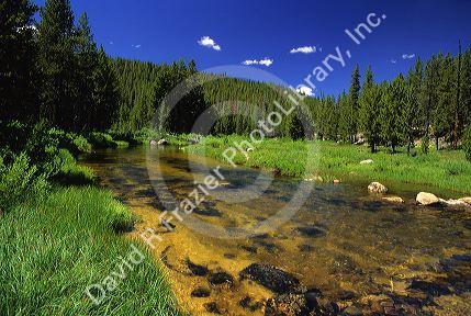 Johnson Creek near Yellow Pine, Idaho.