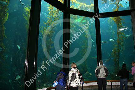 Fish swim in an underwater display at the Monterey Bay Aquarium, Monterey, California.