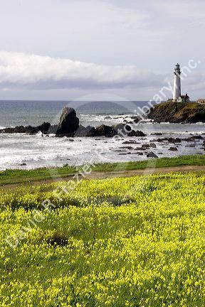 Pigeon Point Lighthouse near Half Moon Bay, California with field of yellow sourgrass oxalis  wildflowers.