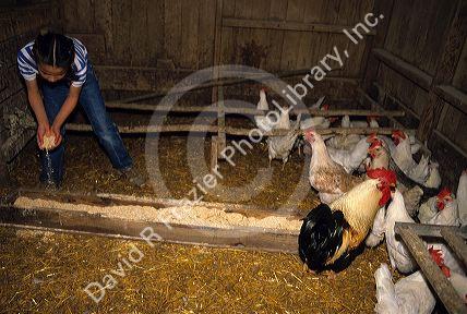 Young girl feeding chickens in a coop.