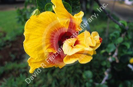 A hibiscus flower bloom in Hawaii.