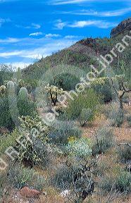 Mixed cactus desert at Pipe Organ National Monument.