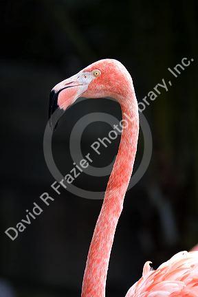 Flamingo at the Audubon Zoo in New Orleans, Louisiana.