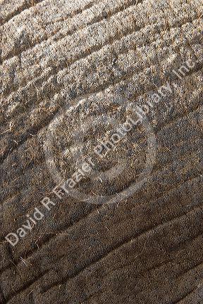 Close up of elephants skin.