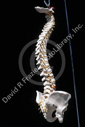 Model of a human spinal colum.