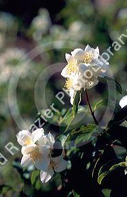 Syringa,  the Idaho State Flower.
