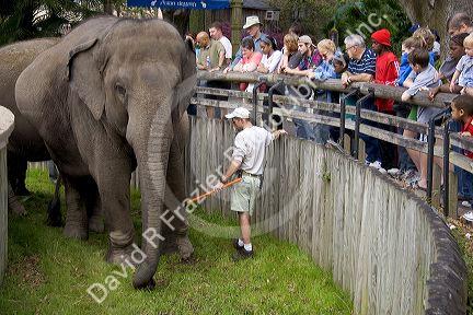 An elephant with visitors at the Audubon Zoo in New Orleans, Louisiana.