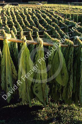 Tobacco curing in the Philippines.