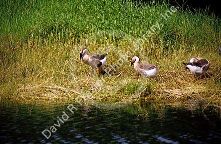 Nene geese native to Hawaii in the wild.