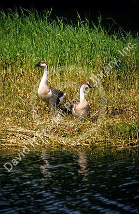 Nene geese native to Hawaii in the wild.