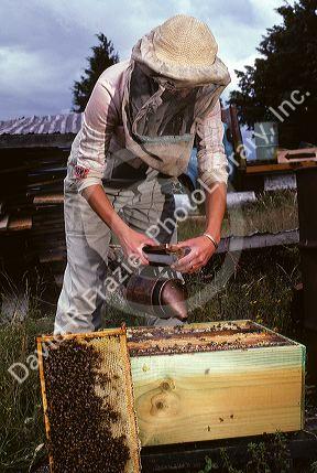 A female beekeeper using smoker to calm bees.