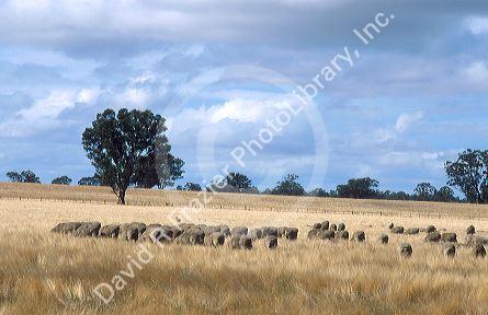 Rural South Australia.