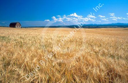 Barley field in Eastern Idaho.