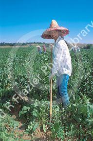 Female hispanic migrant worker weeding sugar beats.