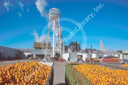 Oranges await processing at a plant in central Florida.