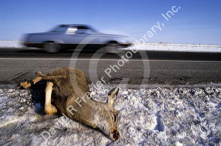 A deer lies on the side of the road after being hit and killed by an automobile.