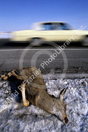 A deer lies on the side of the road after being hit and killed by an automobile.