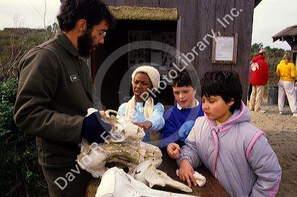 Children and a park ranger examine marine life skulls on a field trip to Ano Nuevo State Reserve, California.