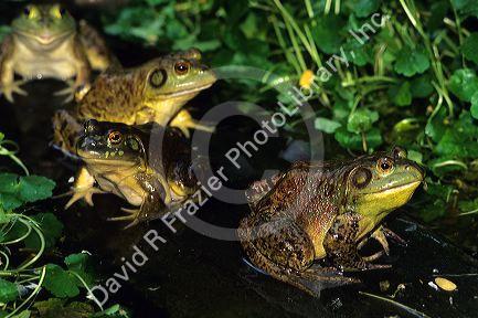 Bull Frogs.