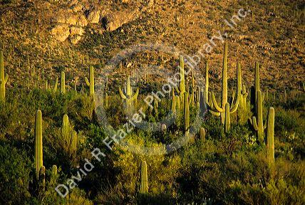 Saguaro National Monument near Tucson, Arizona.