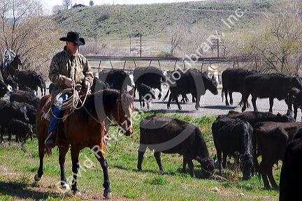 Cowboys herding cattle in Idaho.