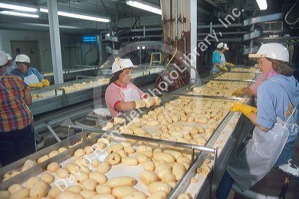 Potato processing plant at Caldwell, Idaho.  Quality control workers remove blemishes.