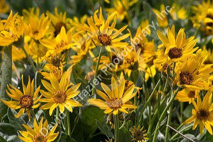 Mules ear balsam root wildflower in Idaho.
