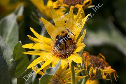 Bumble bee on the yellow blossom of a balsam root, also known as mules ears, Idaho.