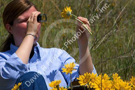 Woman examines yellow balsam root wildflower.