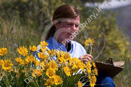 Woman examines yellow balsam root wildflower.