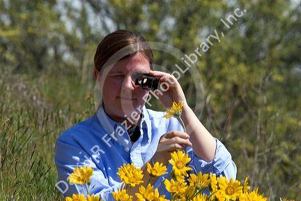 Woman examines yellow balsam root wildflower.