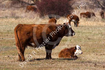 A motherbeef  cow with her calf.